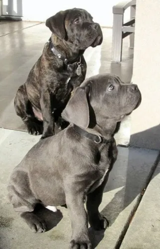 Cane Corso Que Segue o Caminho