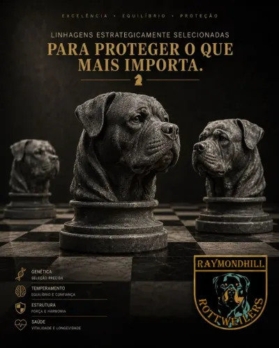 Filhote rottweiler