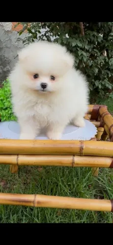 Lulu da Pomerânia