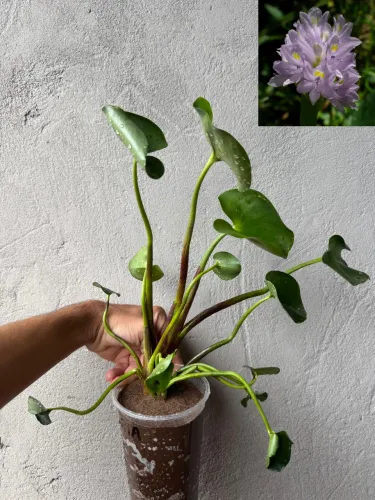 Vendo plantas aquáticas água pé, e pontederia rotundifolia