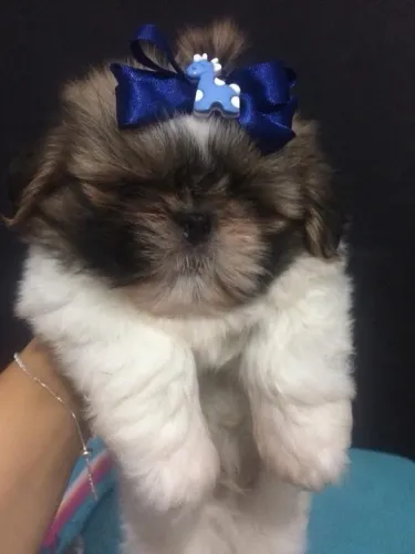 Shih Tzu 
