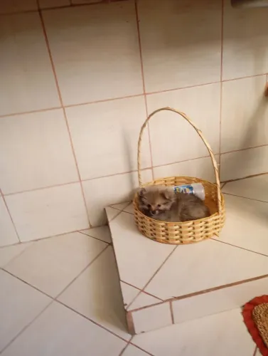Filhote fêmea de Lulu da Pomerânia com 4 meses disponível 