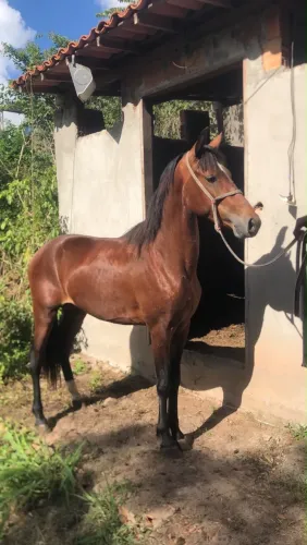 Cavalo