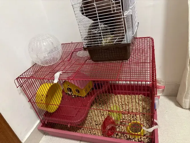 Gaiola hamster com 1 hamster