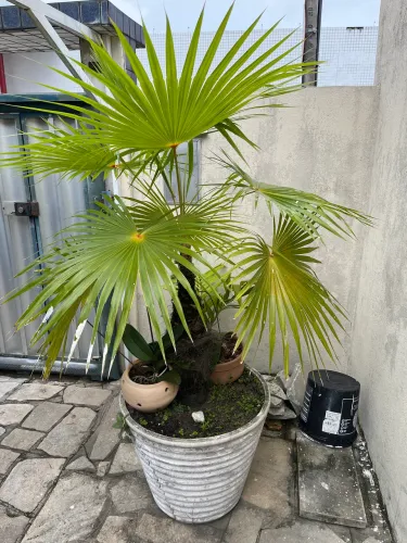 Palmeira bom tamanho