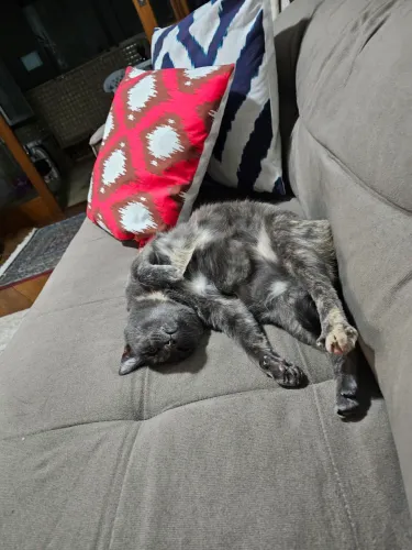 Gata castrada com todas vacinas.
