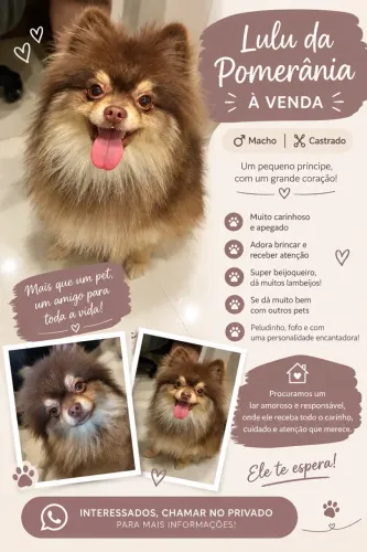 Lulu da Pomerania