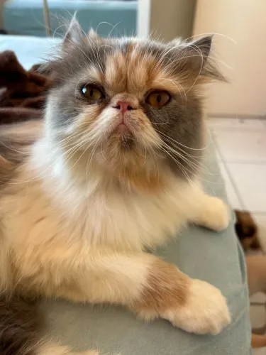 Gata persa