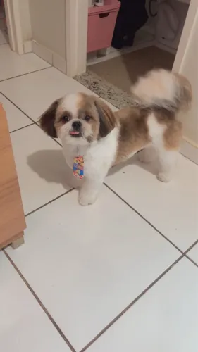DOAÇÃO de Shih Tzu Macho