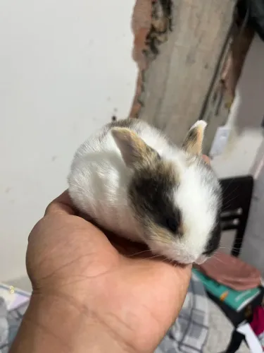 Vendo coelho urgente