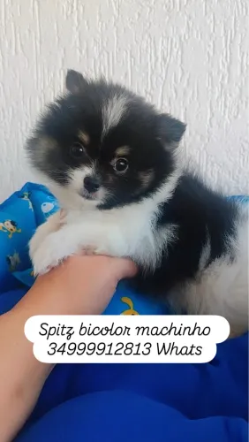 Spitz Alemão Machinho Bicolor Lindo