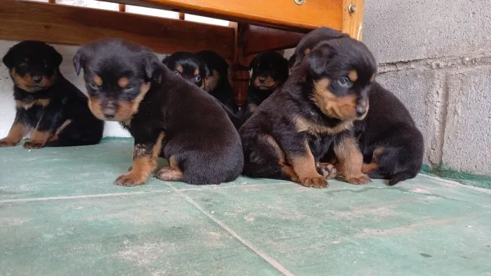 Filhotes de Rottweiler 