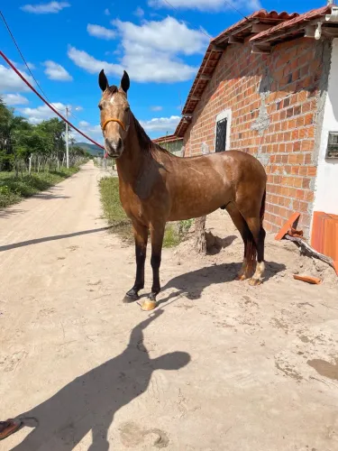 Cavalo mangalarga 