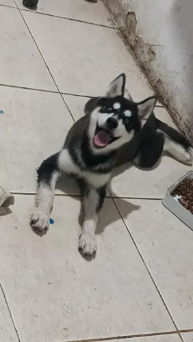 Husky siberiano filhotes