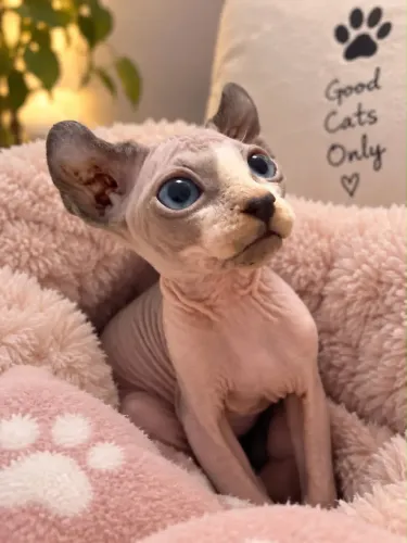 SPHYNX