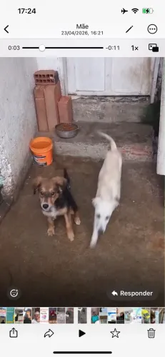 Adoção dog filhote