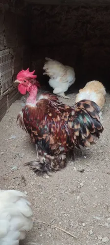 Mini cochin ( ovos e pintinhos á venda )