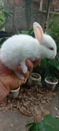 Filhotes de Coelho da Raça Nova Zelãndia