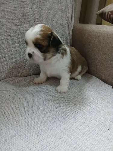 Lindos shihtzu