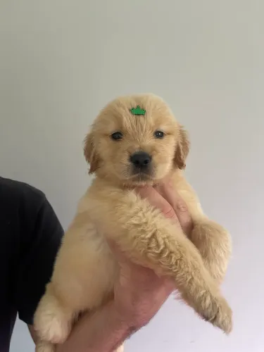 Filhote de Golden Retriever com Pedigree