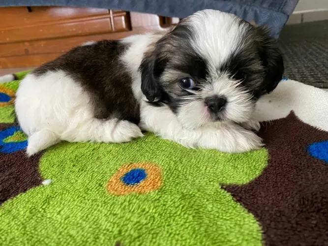 Shih Tzu Filhotinho pronto para encontrar sua família