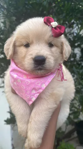  Filhotinhos de Golden Retriever Inteligentes 
