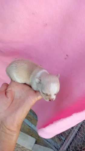 Filhote de chihuahua