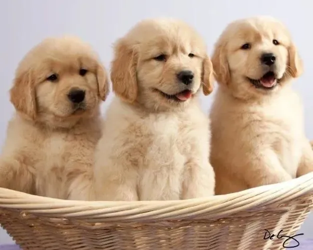 Filhotes de Golden participação unica !
