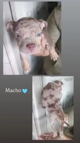Filhote de american Bully Merle 