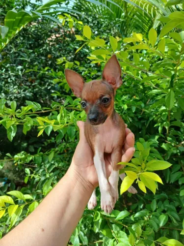 Pinscher Macho Zero Disponível 