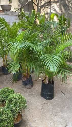 Palmeira Areca 