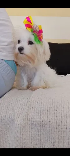 Maltês Linda Fêmea Micro 4 meses