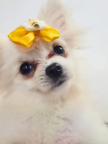 Spitz alemão fêmea e filhote