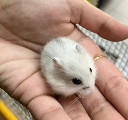 Filhote de hamster Anão russo 