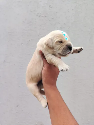 Golden retriever