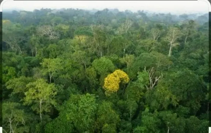 Vendo fazenda 382 hectares de terras mata virgem  final  da vicinal 10 em Caroebe 
