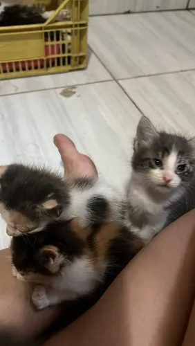 Doação de gato
