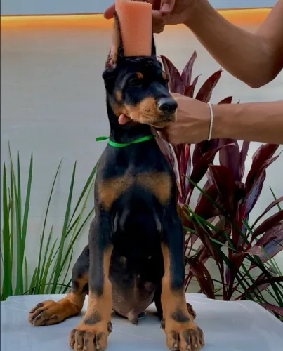 Filhotes de Dobermann europeu
