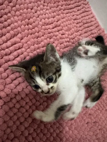 Doação responsável 