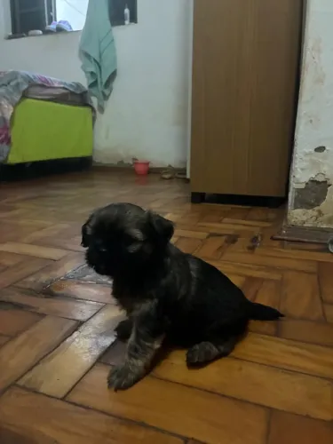 Shihtzu