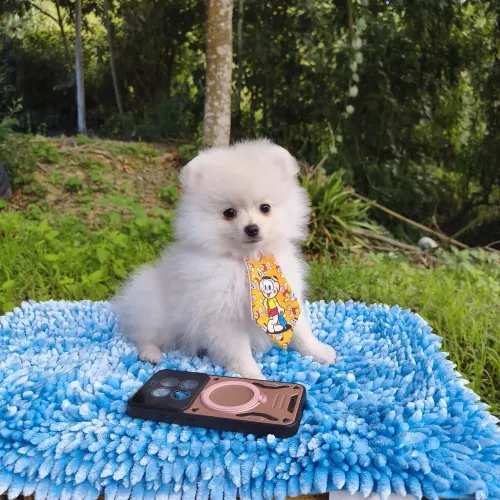 Spitz filhotes machos a partir