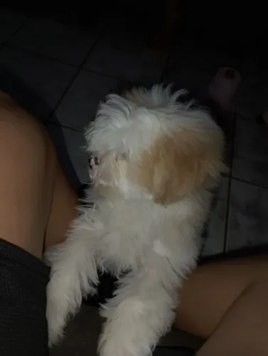 Vende Shitzu tem 3 meses proço negóciamos