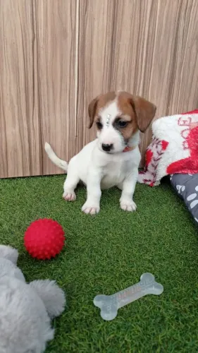 Jack Russell terrier pelo curto e pelo longo