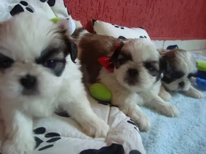 Shih tzu macho e femea miniatura pelo seda 
