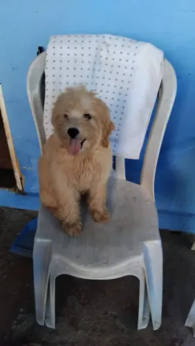Cachorrinho Lhasa Apso macho caramelo