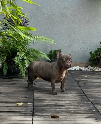 Bulldog Francês Fêmea Castrada