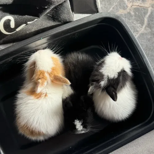 Mini lion 
