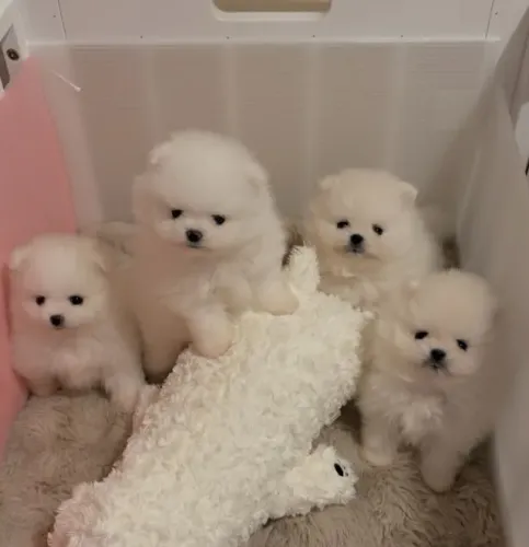 Cachorro Lulu da Pomerania um visual raro e marcante
