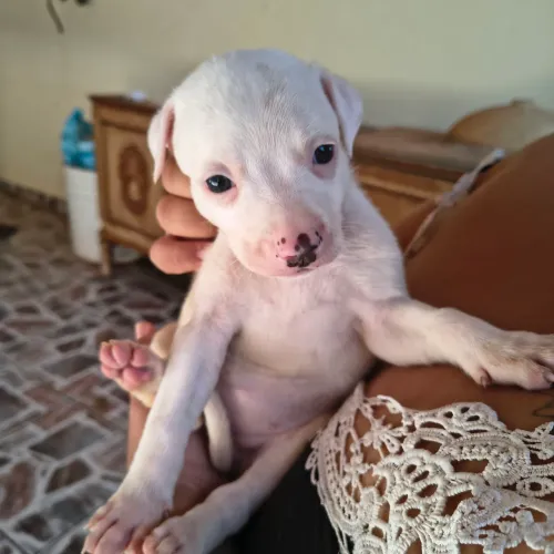 Vende Pit Bull 