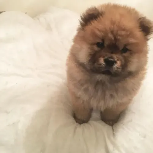 Filhote chow-chow, A felicidade agora tem patinhas fofinhas e olhos brilhantes!